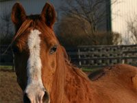 Vitamin C for senior horses senior horse