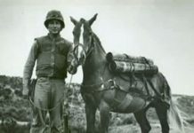 Equine soldier to be honored at the National Museum of the Marine Corps sgt reckless