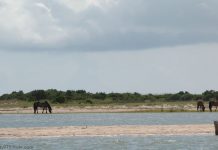 Wild Horses of the Carolinas shackleford horses
