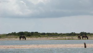 Wild Horses of the Carolinas