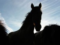 Colorado wildfires threaten horses and livestock shadow horses