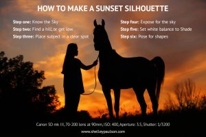 Sunset Silhouette Photos with Equine Photographer Shelley Paulson