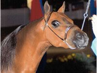 Watch the Shetland Pony Congress live online from August 7-11 shetland pony congress