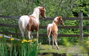 Small But Mighty Shetland Ponies
