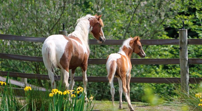 small but mighty shetland ponies