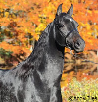 shiny black horse
