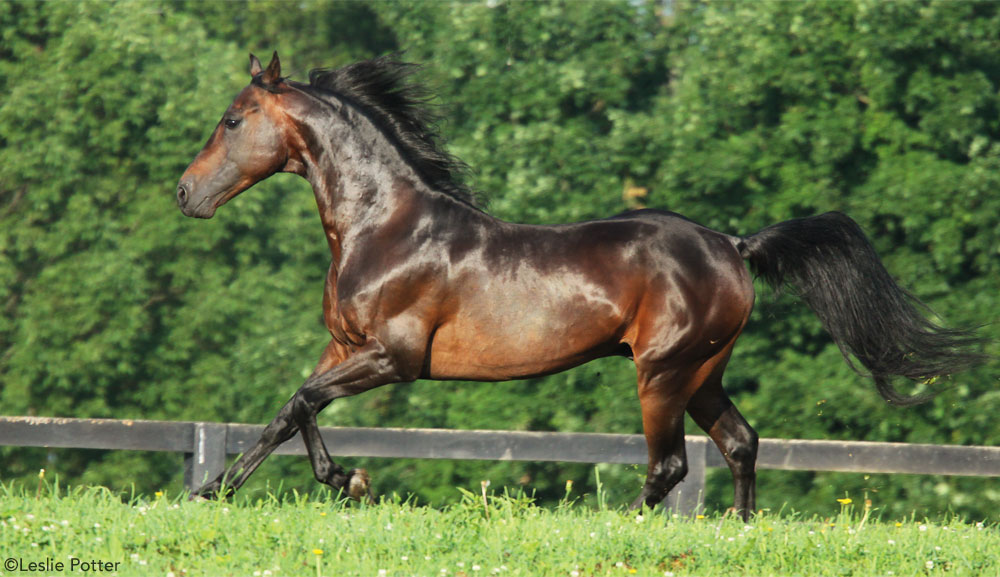 Morgan Horse Cantering