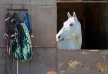 Show Stall Safety Tips show stall