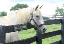 silver charm old friends