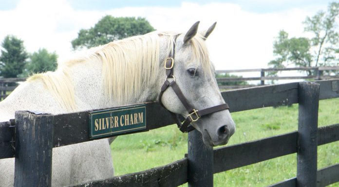 silver charm old friends