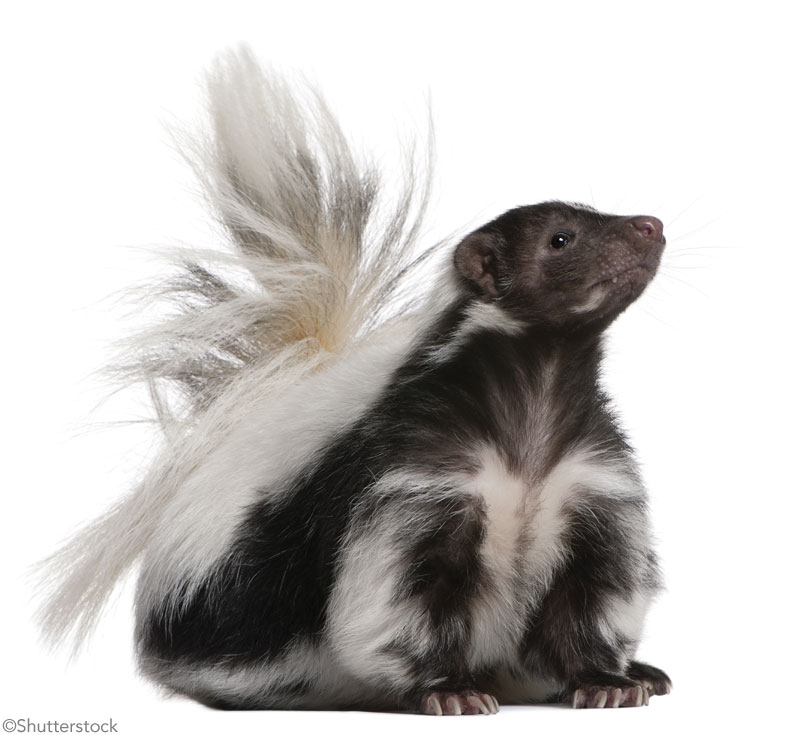 Skunk on a white background