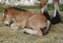 sleeping foal