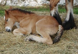 The Herd Welcomes a New Foal