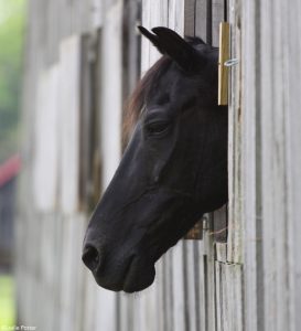 Question of the Week: Anemia in Horses