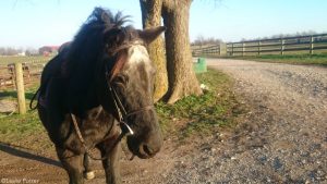 The Year in Horses – 2016