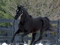 snow black stallion