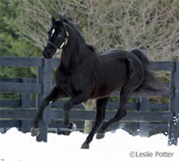 snow black stallion