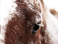 Stolen Horse International benefit auction begins Friday snow horse eye