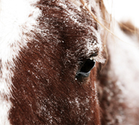 snow horse eye