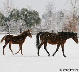 snow mare foal