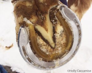 Horse Health in Winter: Grooming and Hoofcare