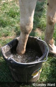 First-Aid for Laminitis in Horses