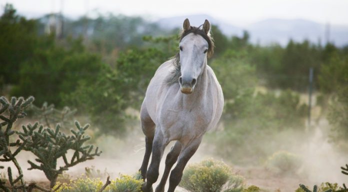 Gray Spanish Mustang