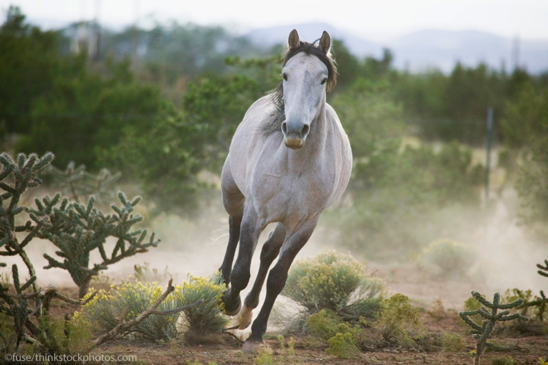 Gray Spanish Mustang