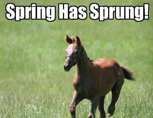 spring foal