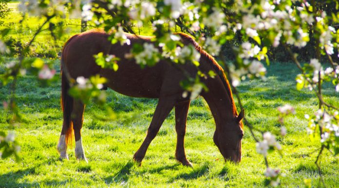 Horse in springtime