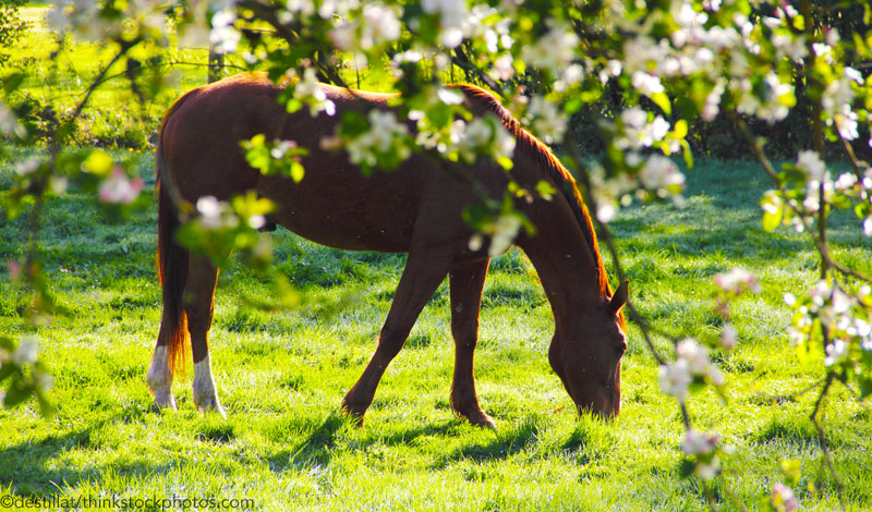 Horse in springtime