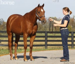 Teach Your Horse to Square up for Showmanship Classes