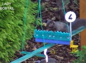 The Near Side: When Other Animals Compete in Equestrian Sports