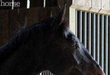 horse in a stall