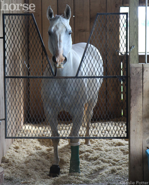 Horse on stall rest