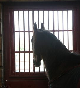 Equine Infectious Anemia outbreak in Kansas has horse owners on alert