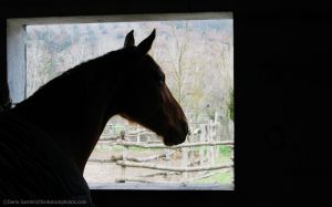 7 Winter Horsekeeping Reminders