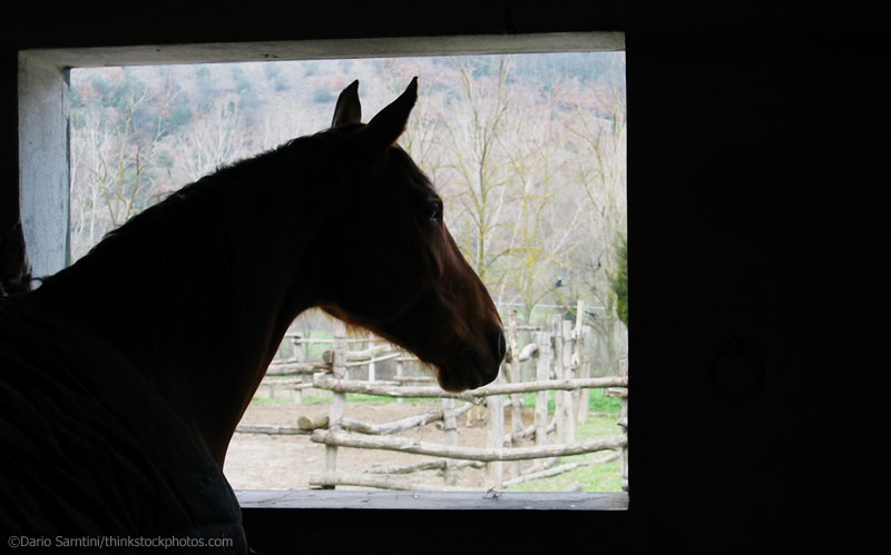 Horse looking out a stall window