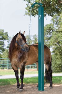 Teach Your Horse to Stand Tied