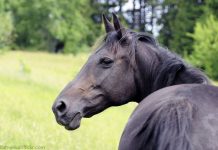 standardbred black horse