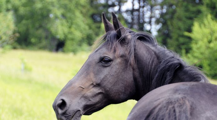standardbred black horse