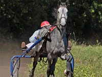 standardbred workout