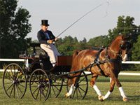 FEI World Singles Driving Championships begin today sterling graburn