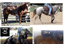 stolen arkansas horses