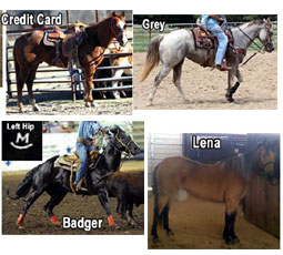 stolen arkansas horses