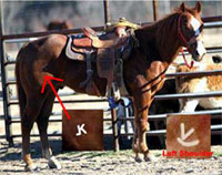 Update: Four of the five horses stolen from Southern Arkansas University have been found stolen credit card