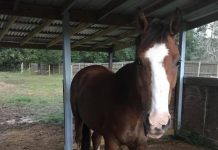 Owner Pleads for Safe Return of Stolen Therapy Horse stolen horse pistol