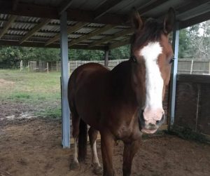 Owner Pleads for Safe Return of Stolen Therapy Horse