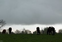 Hurricane Matthew Evacuation Resources for Horse Owners horses