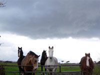 storm clouds horses